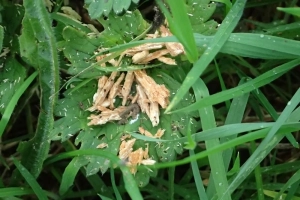 Copeaux de bois sur de l'herbe