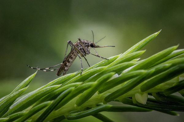 Les moustiques appartiennent à la famille des Culicidés / Pixabay