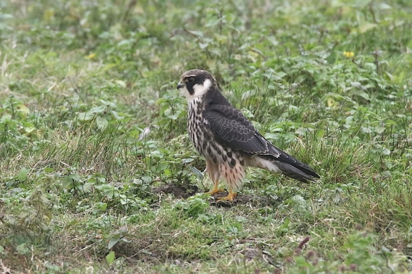 Faucon hobereau immature posé au sol