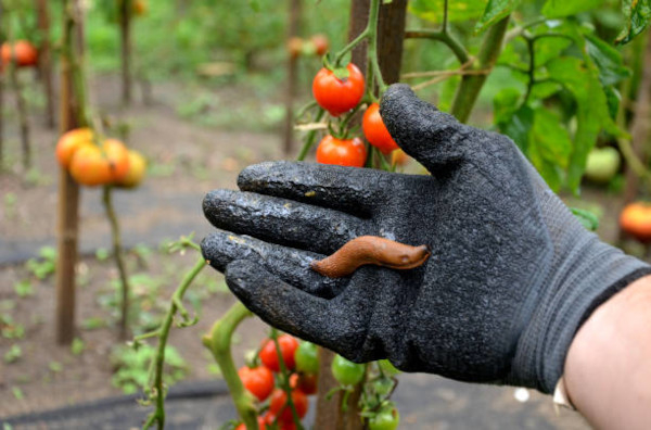 Limace dans le jardin potager / istockphotos