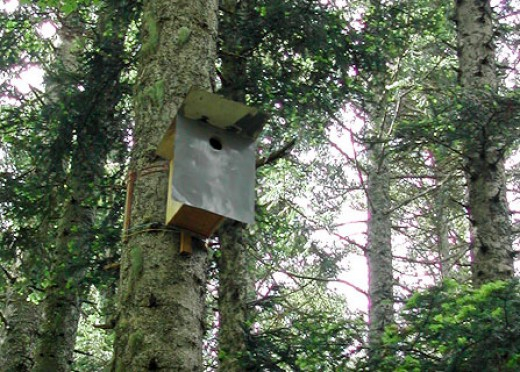 Un nichoir anti-prédation avec toit basculant installé en 2007 dans les monts du Forez - © R. Genouilhac