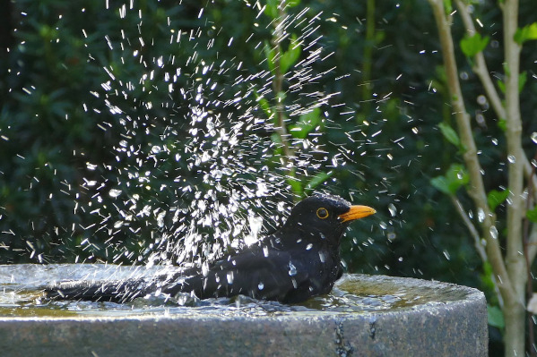 Comment fabriquer un récupérateur d'eau de pluie ? - LPO (Ligue pour la  Protection des Oiseaux) - Agir pour la biodiversité