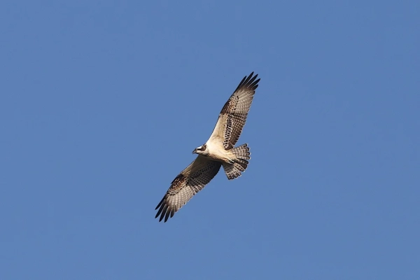 Balbuzard pêcheur en vol