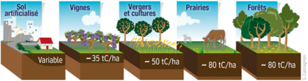 Les plantes de couverture enrichissent le sol en carbone – Le climat  aujourd'hui et demain